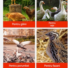 👍【Cumpără 8 primești 8 gratis】🐔🦆🕊Adăpătoare automate pentru păsări de curte, cupe pentru găini, adăpătoare/hrănitoare automate